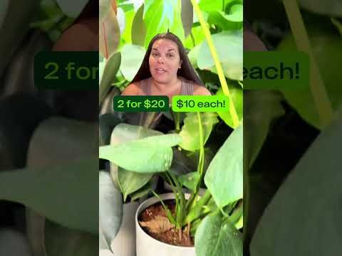 Home Depot Labor Day Plant Deals — Get a Monstera for Only $10! 🌿