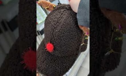 MEIJER 90% Off Christmas Clearance #meijer #meijercoupondeals #shorts