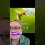 Secret Life of the Bees 🐝